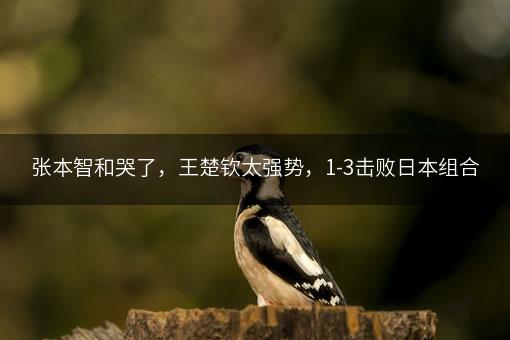 张本智和哭了，王楚钦太强势，1-3击败日本组合