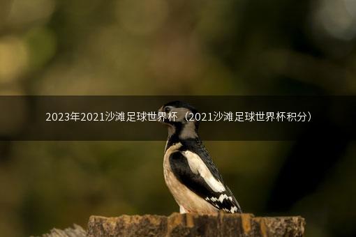 2023年2021沙滩足球世界杯（2021沙滩足球世界杯积分）