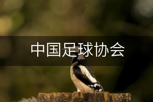 中国足球协会
