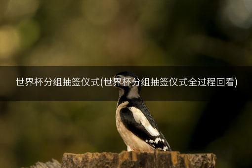 世界杯分组抽签仪式(世界杯分组抽签仪式全过程回看)